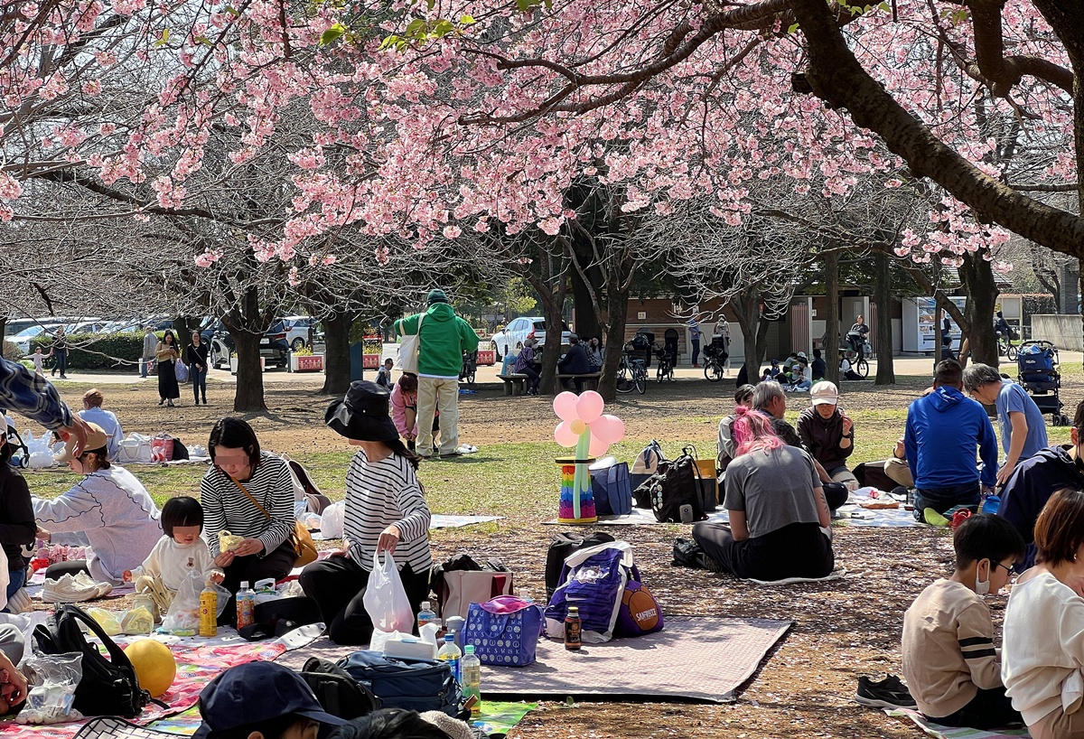 東京春天賞櫻不一定要搶位！穿過井之頭池的天鵝船，和吉祥寺人一起走進井之頭恩賜公園西園的野餐午後 @。CJ夫人。