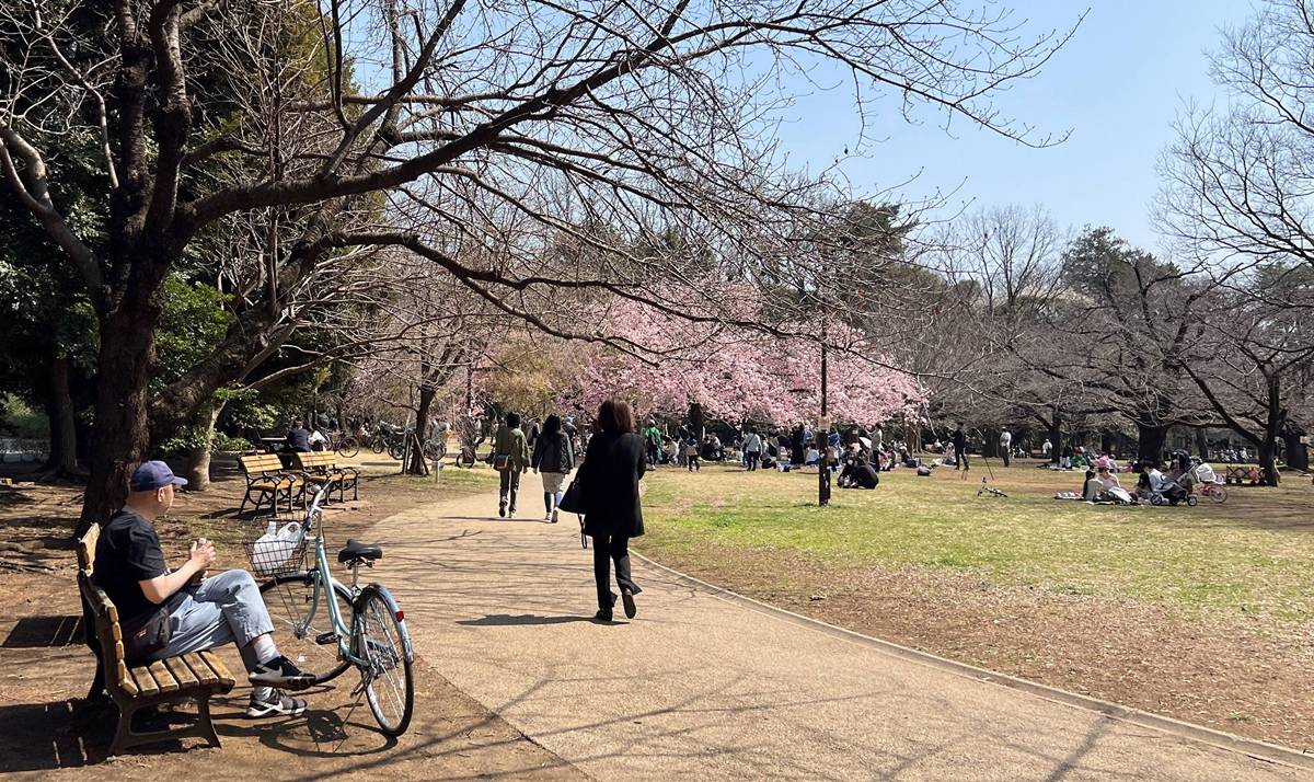 東京春天賞櫻不一定要搶位！穿過井之頭池的天鵝船，和吉祥寺人一起走進井之頭恩賜公園西園的野餐午後 @。CJ夫人。