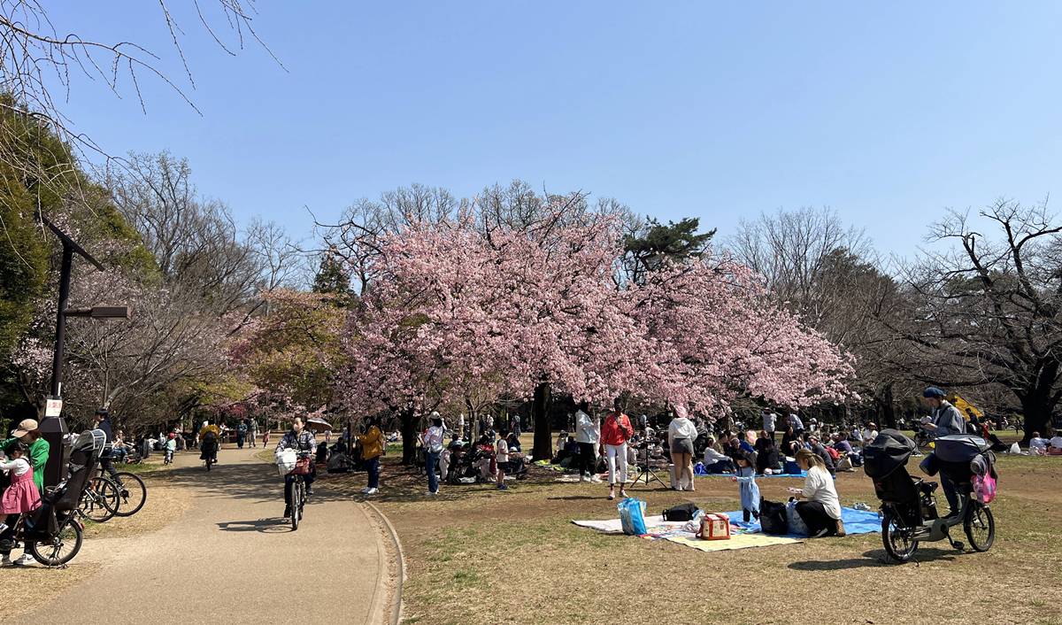 東京春天賞櫻不一定要搶位！穿過井之頭池的天鵝船，和吉祥寺人一起走進井之頭恩賜公園西園的野餐午後 @。CJ夫人。