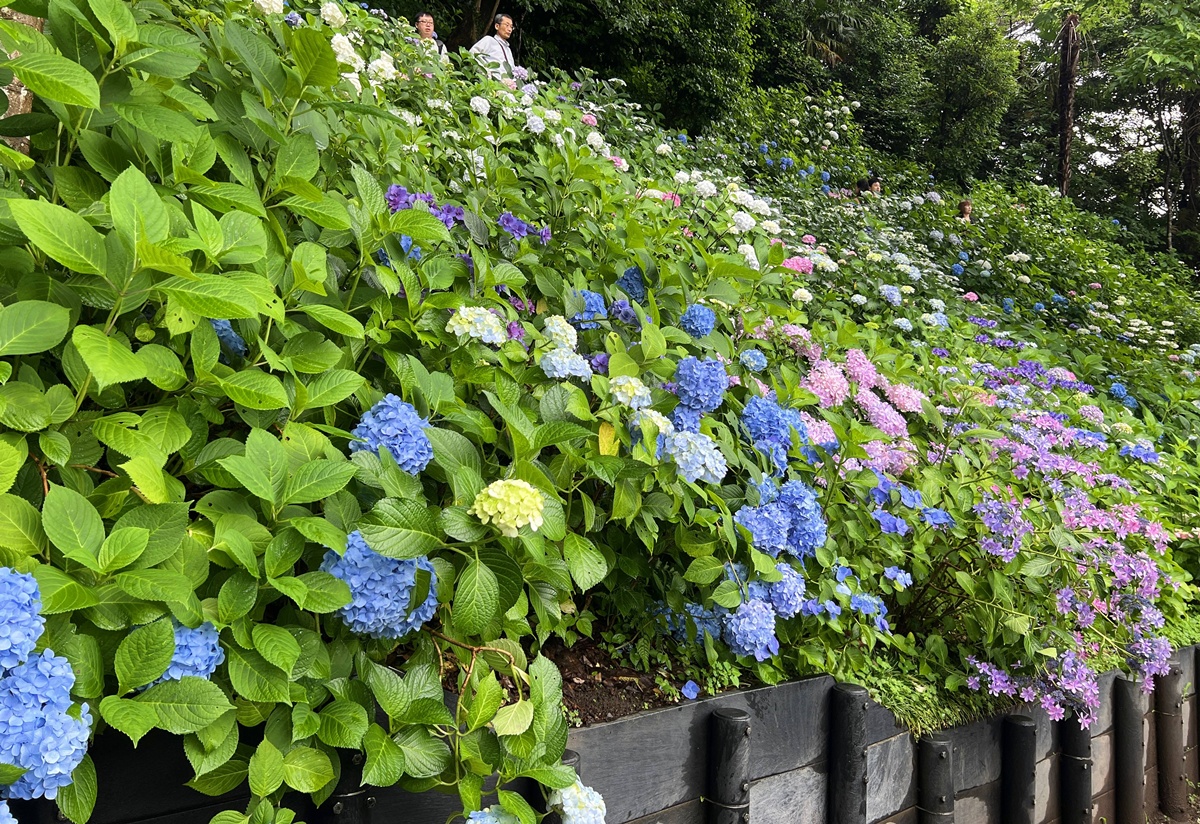 不必等到放晴！東京近郊鎌倉長谷寺2500株紫陽花盛開梅雨季，沿著六月花徑遇見湘南海岸｜良緣地藏與千年觀音信仰 @CJ夫人