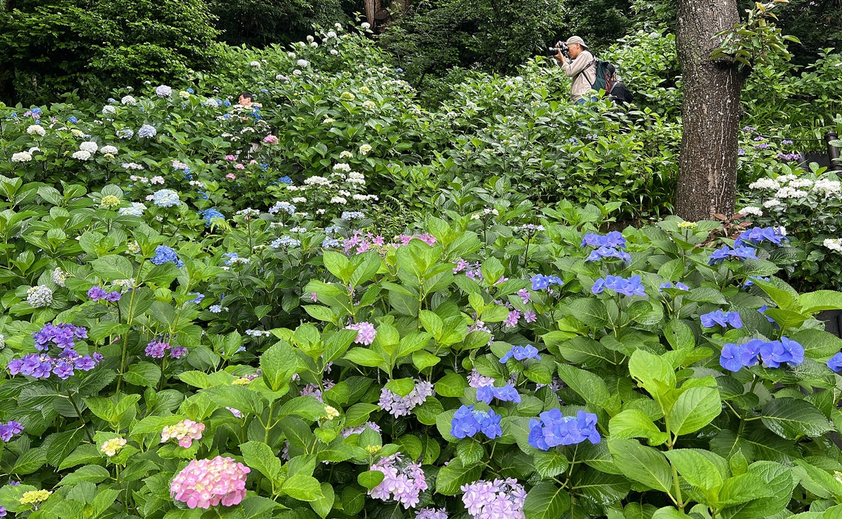 不必等到放晴！東京近郊鎌倉長谷寺2500株紫陽花盛開梅雨季，沿著六月花徑遇見湘南海岸｜良緣地藏與千年觀音信仰 @CJ夫人
