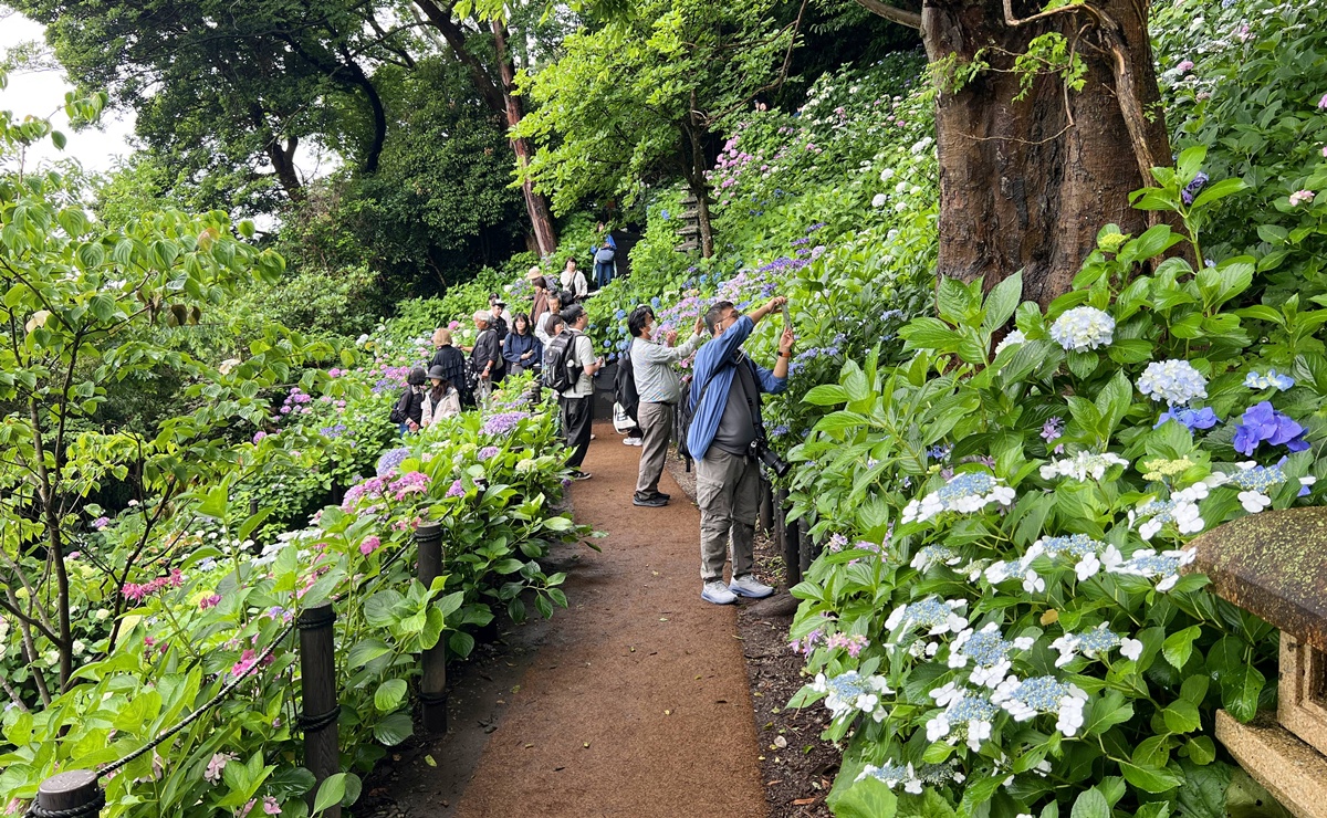不必等到放晴！東京近郊鎌倉長谷寺2500株紫陽花盛開梅雨季，沿著六月花徑遇見湘南海岸｜良緣地藏與千年觀音信仰 @CJ夫人