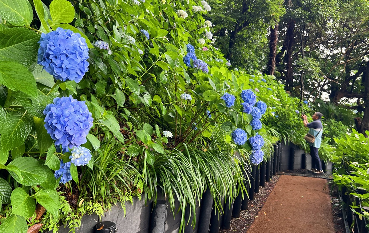 不必等到放晴！東京近郊鎌倉長谷寺2500株紫陽花盛開梅雨季，沿著六月花徑遇見湘南海岸｜良緣地藏與千年觀音信仰 @CJ夫人