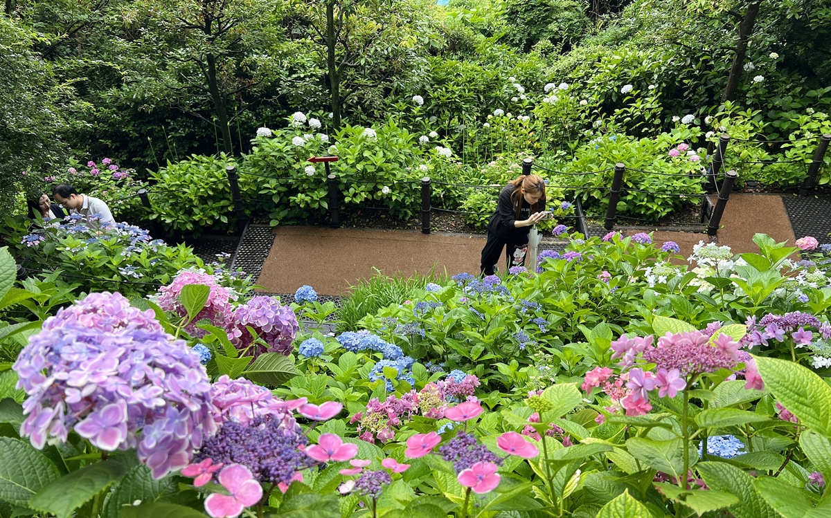 不必等到放晴！東京近郊鎌倉長谷寺2500株紫陽花盛開梅雨季，沿著六月花徑遇見湘南海岸｜良緣地藏與千年觀音信仰 @CJ夫人