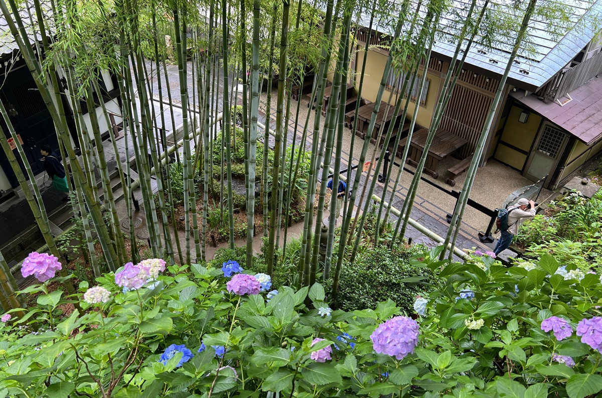 不必等到放晴！東京近郊鎌倉長谷寺2500株紫陽花盛開梅雨季，沿著六月花徑遇見湘南海岸｜良緣地藏與千年觀音信仰 @CJ夫人