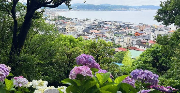 不必等到放晴！東京近郊鎌倉長谷寺2500株紫陽花盛開梅雨季，沿著六月花徑遇見湘南海岸｜良緣地藏與千年觀音信仰 @CJ夫人