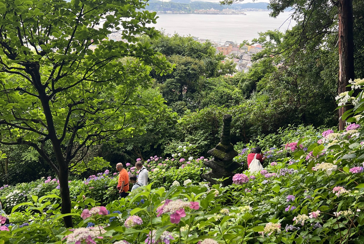 不必等到放晴！東京近郊鎌倉長谷寺2500株紫陽花盛開梅雨季，沿著六月花徑遇見湘南海岸｜良緣地藏與千年觀音信仰 @CJ夫人