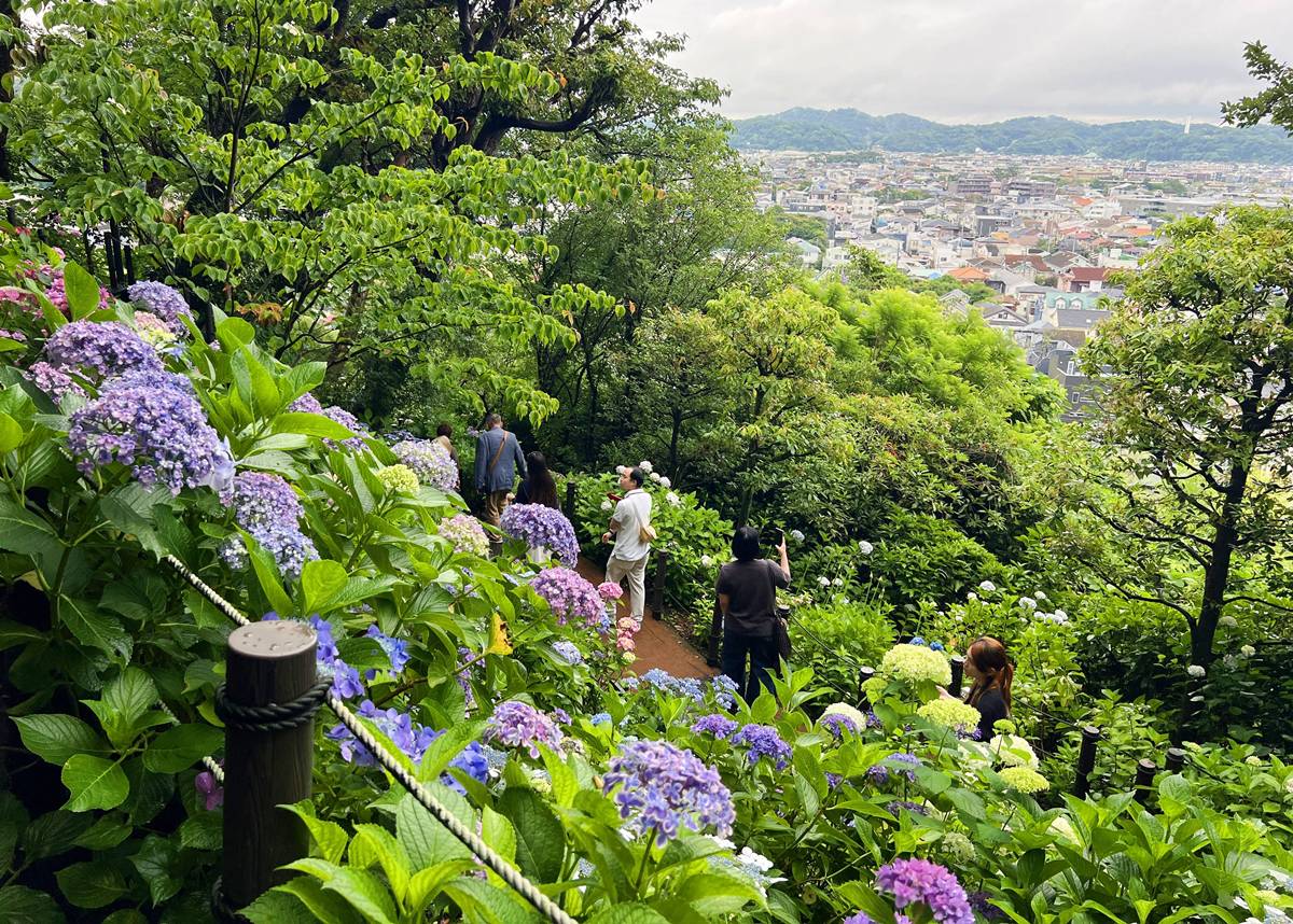 不必等到放晴！東京近郊鎌倉長谷寺2500株紫陽花盛開梅雨季，沿著六月花徑遇見湘南海岸｜良緣地藏與千年觀音信仰 @CJ夫人