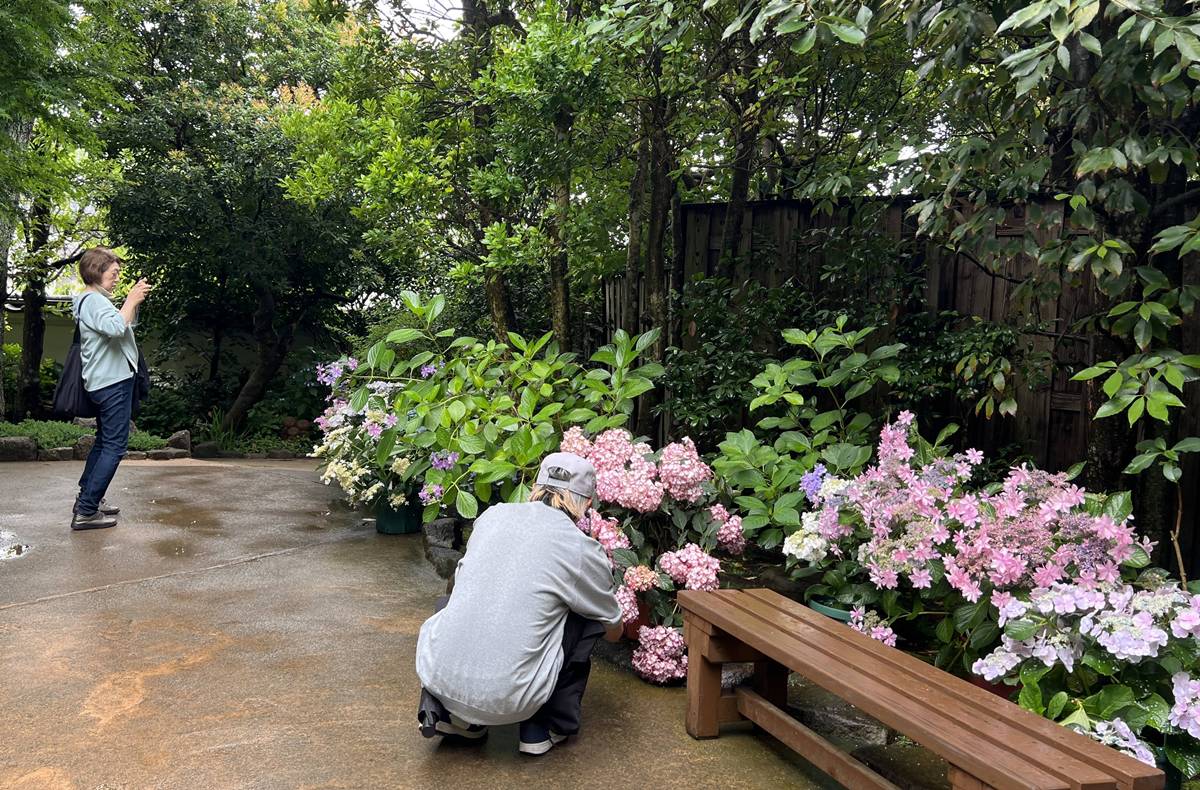 不必等到放晴！東京近郊鎌倉長谷寺2500株紫陽花盛開梅雨季，沿著六月花徑遇見湘南海岸｜良緣地藏與千年觀音信仰 @CJ夫人