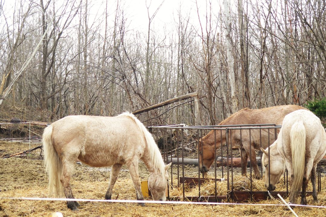 騎馬才能看見的北海道道南風景 大沼流山牧場騎馬體驗 @。CJ夫人。