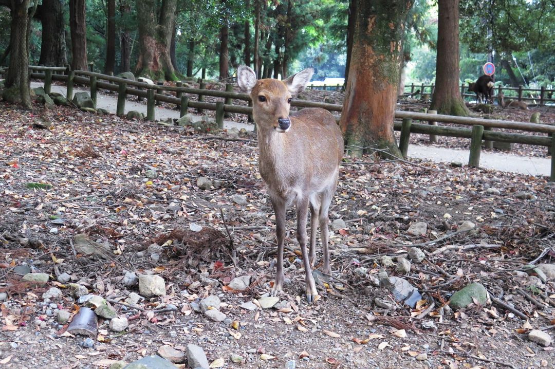 奈良の鹿 我很萌但我不驕縱 @。CJ夫人。