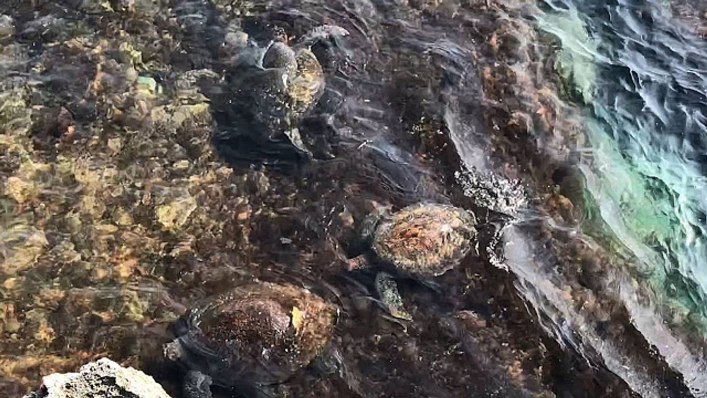 不疾不徐的優雅姿態，難怪小琉球海龜的粉絲這麼多！漲潮退潮龍蝦洞都看得到！ @。CJ夫人。
